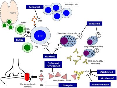 From Traditional to Targeted Immunotherapy in Myasthenia Gravis: Prospects for Research